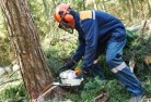 NSW Elderslietree-cutting-services-21.jpg; ?>